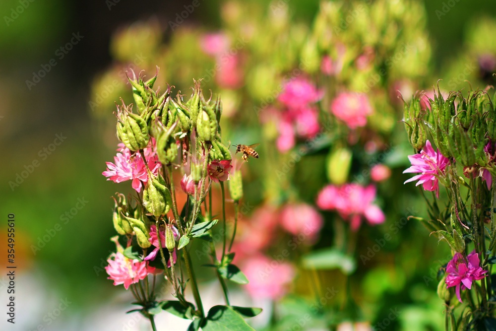 pink flowers in the garden pink flowers in the garden