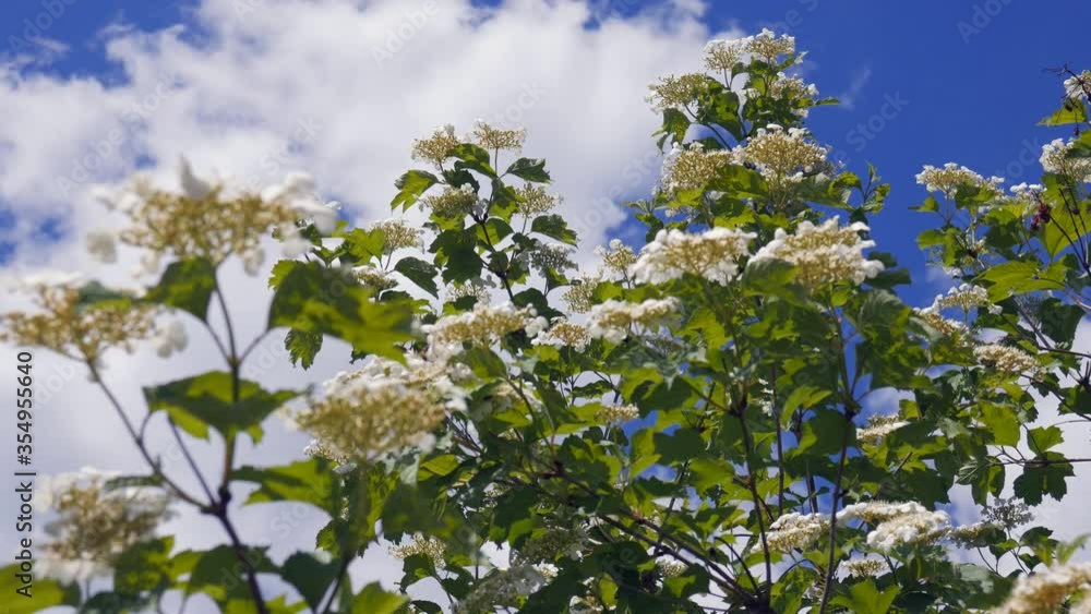 Green branches of a flowering tree on a background of blue sky. A gust of wind waves the leaves. Green branches of a flowering tree on a background of blue sky. A gust of wind waves the leaves.