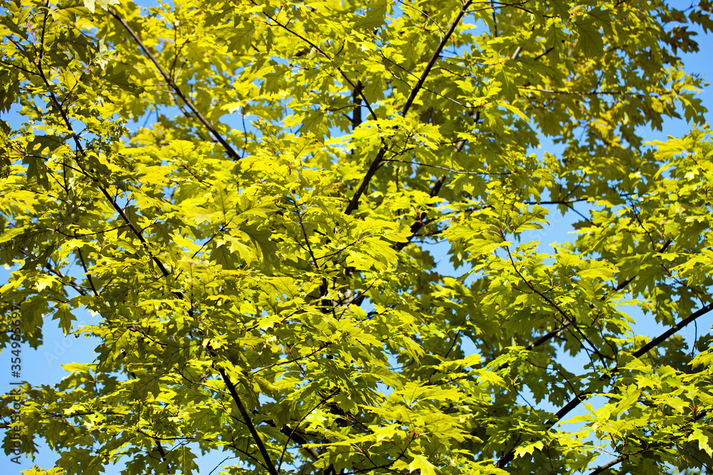 Green Seasonal Leaves in Nature Green Seasonal Leaves in Nature