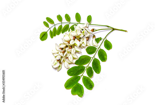 Blossoming acacia with leafs isolated on white background, black locust, Acacia flowers, Robinia pseudoacacia (White acacia) photo
