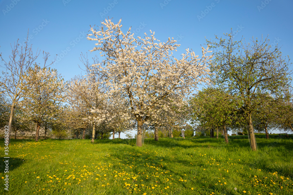 Blühende Kirschbäume, Lanstrop, Dortmund, Ruhrgebiet, Nordrhein-Westfalen, Deutschland, Europa
