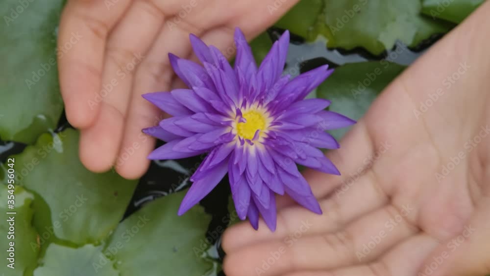 Child's hand touch and play beautiful waterlily due to interesting Child's hand touch and play beautiful waterlily due to interesting