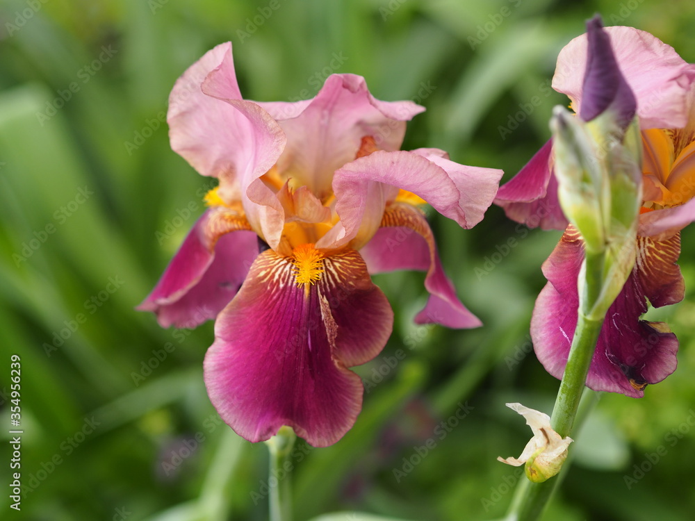 Spring flower background.Fragrant iris flowers are deservedly popular, it has delicate petals, blooms in may or June. Spring flower background.Fragrant iris flowers are deservedly popular, it has delicate petals, blooms in may or June.