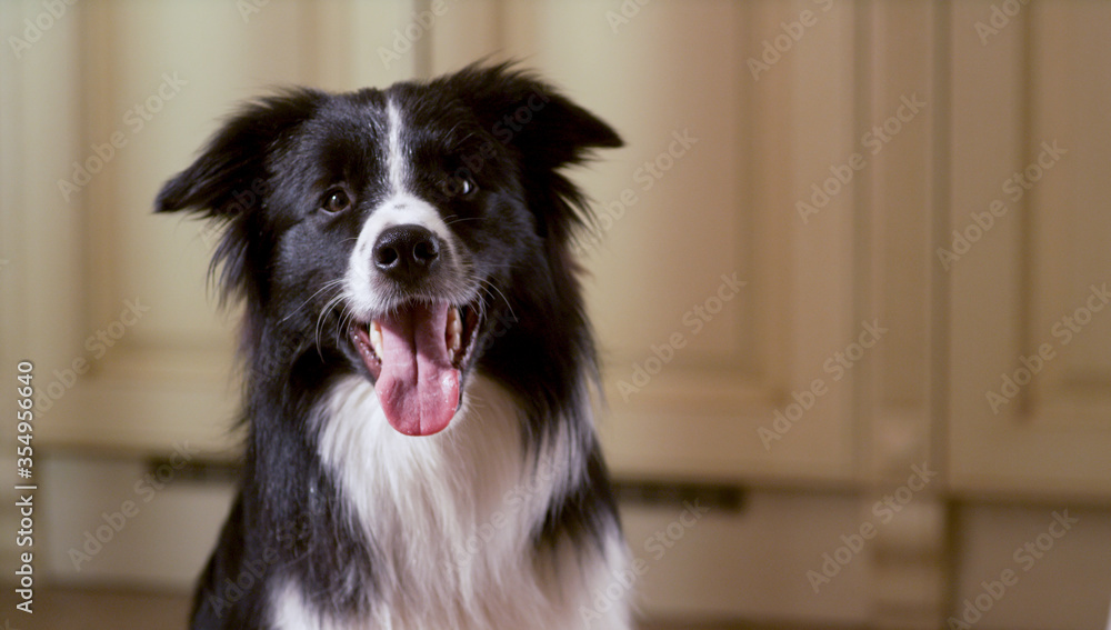 Beautiful portrait of a barking collie boarder. The dog looks at the camera and performs the commands of the owner. Beautiful portrait of a barking collie boarder. The dog looks at the camera and performs the commands of the owner.