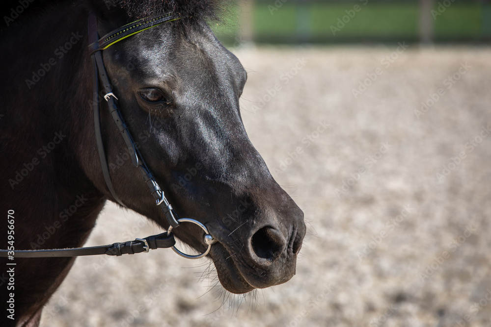 Black pony portrait with bit and bridle, sunny day. Head of horse. Empty paddock behind animal. Copy space. Black pony portrait with bit and bridle, sunny day. Head of horse. Empty paddock behind animal. Copy space.