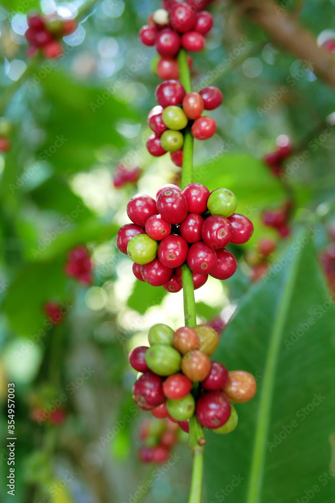 Fresh organic coffee berries (cherries) with branch over coffee tree, selective focus