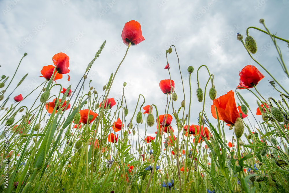 Obraz premium many red poppies in a field photographed from the bottom of the farm on a background of sky. forbidden plant. cocaine. Beautiful landscape.
