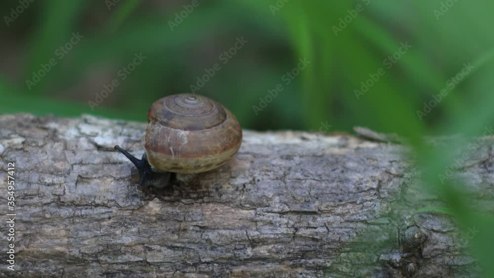 time lapse of One nature snail crawling on a branch in the forest