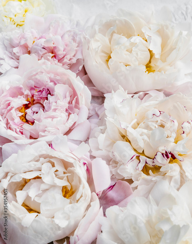 Fototapeta Naklejka Na Ścianę i Meble -  Beautiful pink and white peony flowers background.