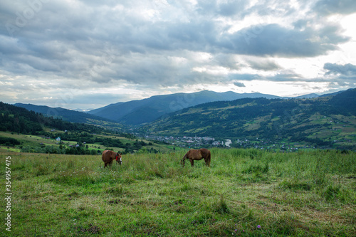 Horses on a beautiful pasture in the mountains © Viktoriia Varvashche