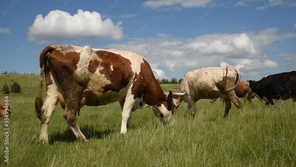 Cows eat grass in the field. Cattle graze in the meadow on a sunny day. Cows eat grass in the field. Cattle graze in the meadow on a sunny day.