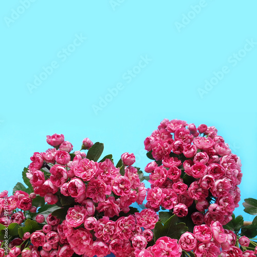 Fototapeta Naklejka Na Ścianę i Meble -  Pink hawthorn flowers on a blue background. Flowering plant. Selective focus.