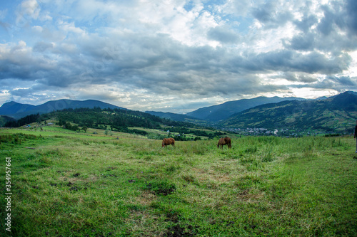 Horses on a beautiful pasture in the mountains