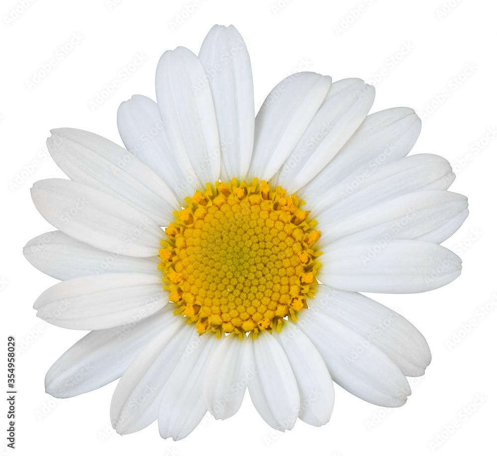 Beautiful white Daisy (Marguerite) isolated on white background, including clipping path. Beautiful white Daisy (Marguerite) isolated on white background, including clipping path.