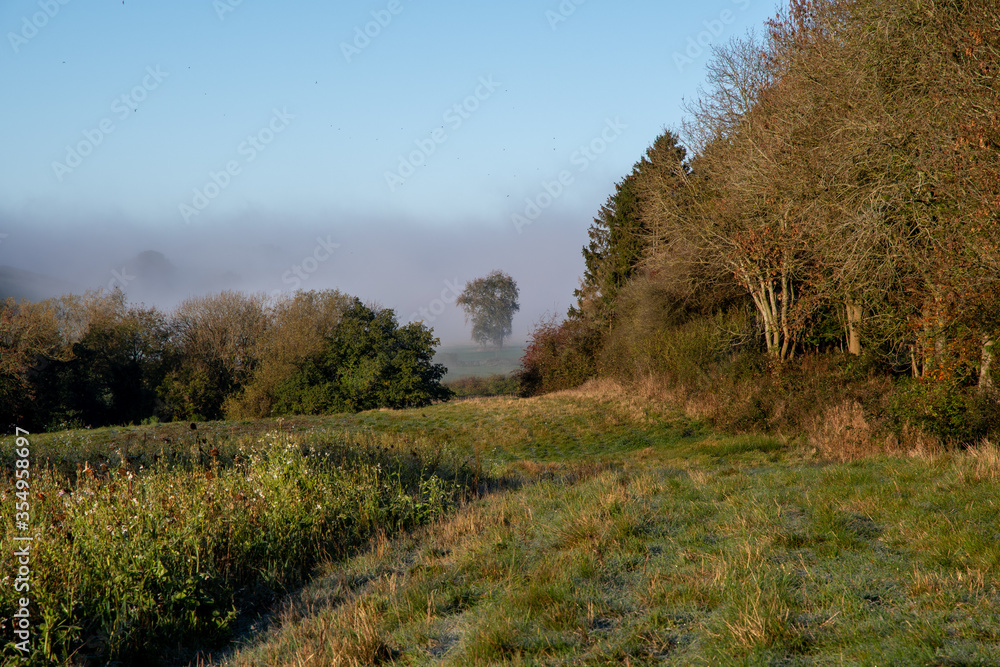 Trees and fields with mist and autumn colours in the English countryside