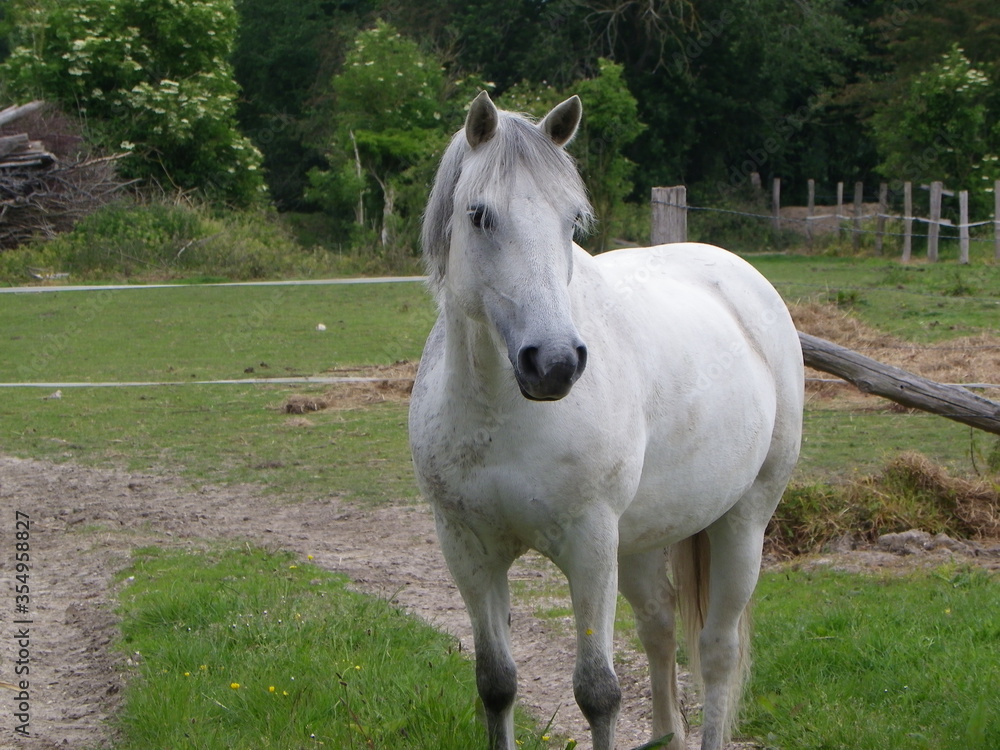 Fototapeta premium cheval blanc