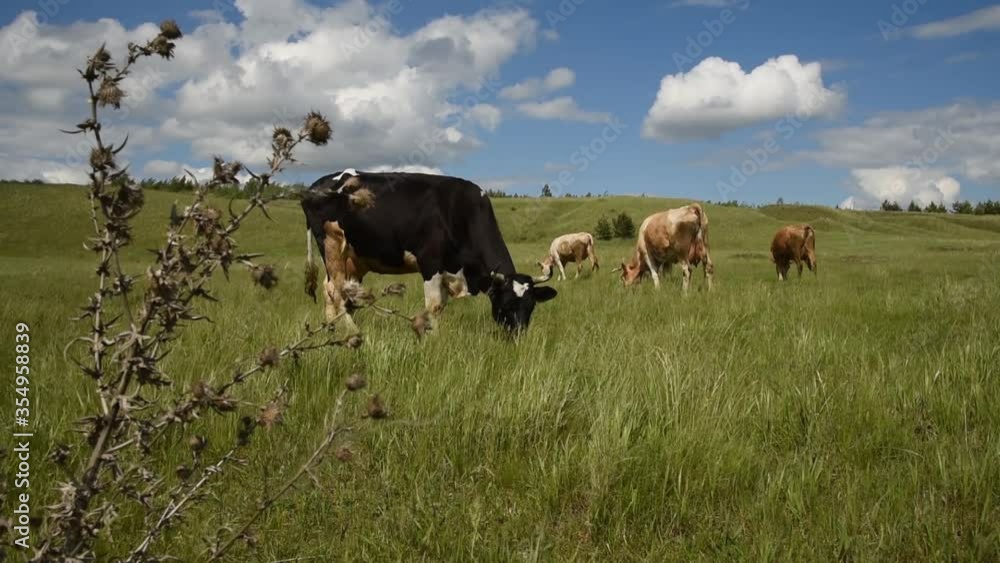 Cows eat grass in the field. Cattle graze in the meadow on a sunny day. Cows eat grass in the field. Cattle graze in the meadow on a sunny day.