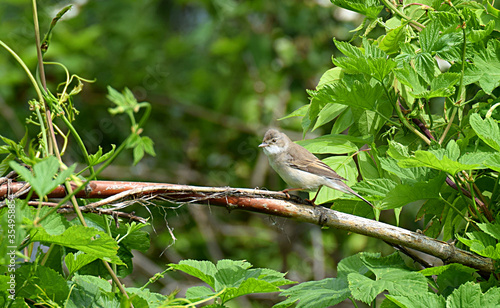 Gray warbler bird in the forest among the thickets. © Viktor