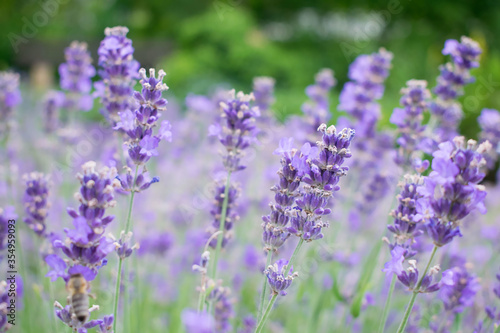 Lavendel