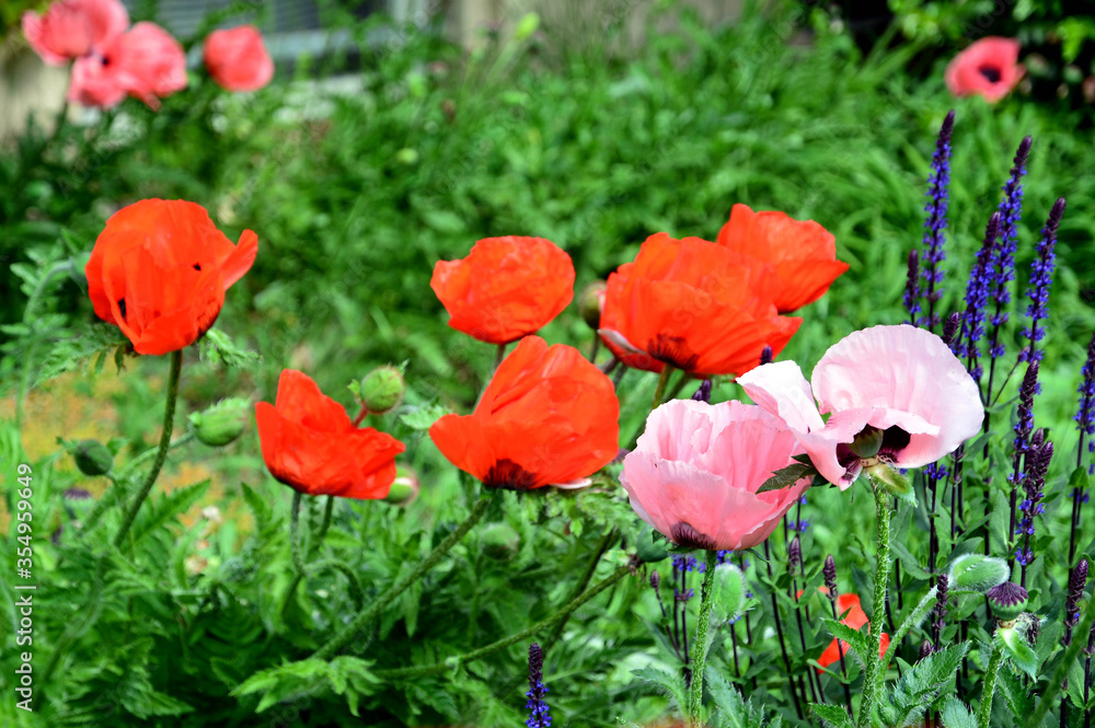 Naklejka premium Mohnblüten
