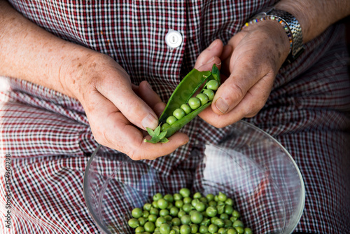 Old white female hands cleaning green peas.