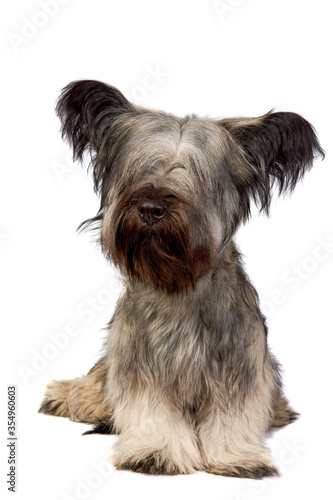 Skye Terrier dog sitting and looking at the camera on white