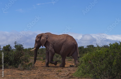 Elefanten im Naturreservat im National Park S  dafrika