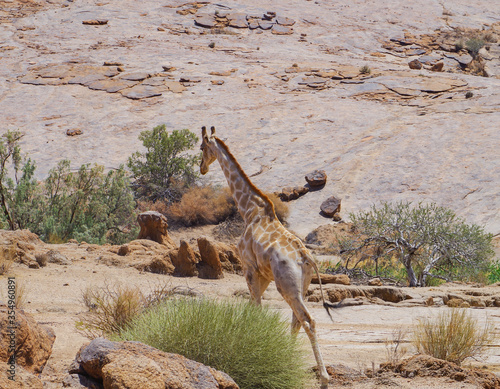 Giraffen im Naturreservat im National Park S  dafrika