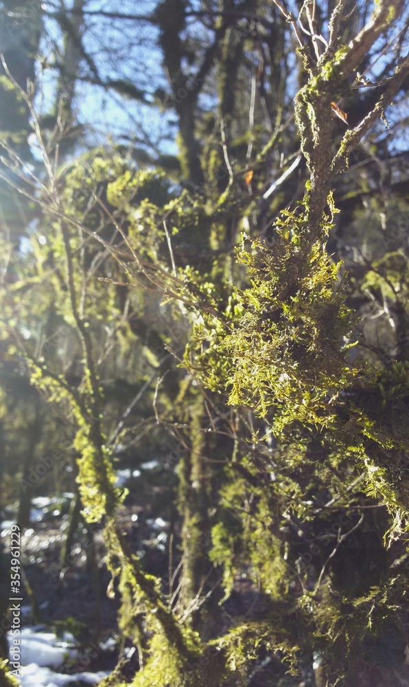 moss on the branches of a tree moss on the branches of a tree
