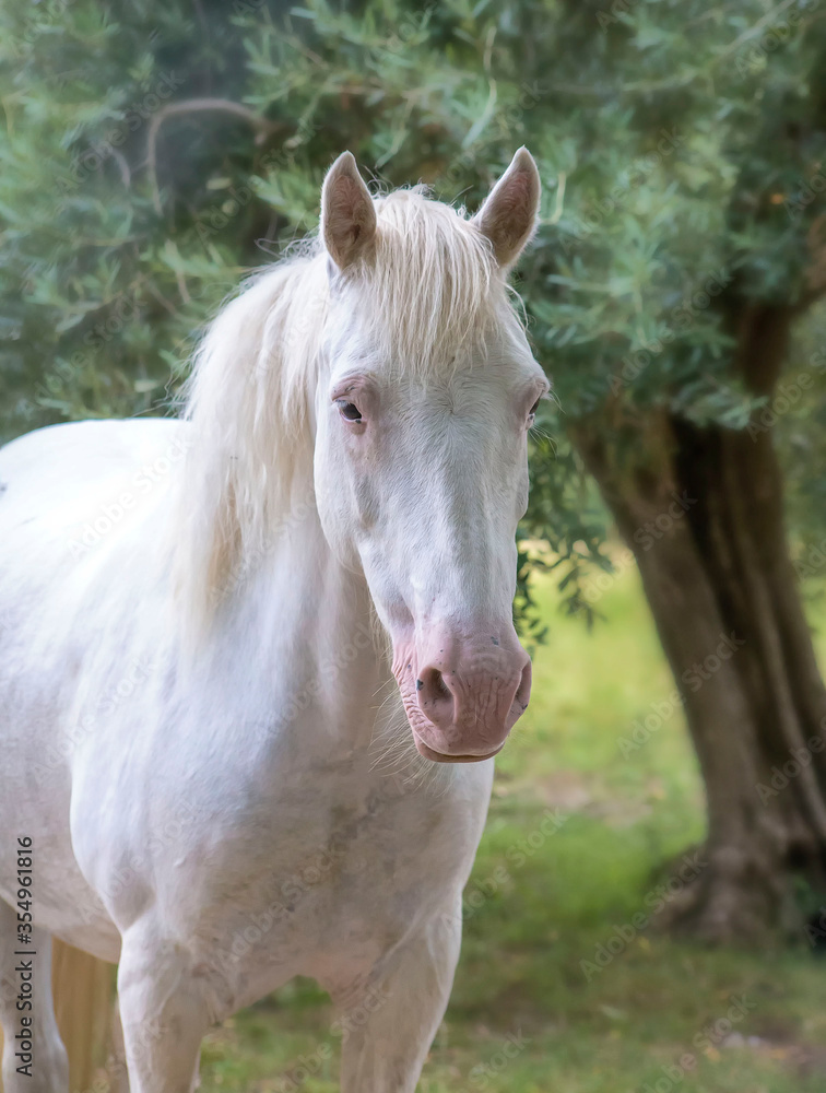 Obraz premium portrait of a white horse