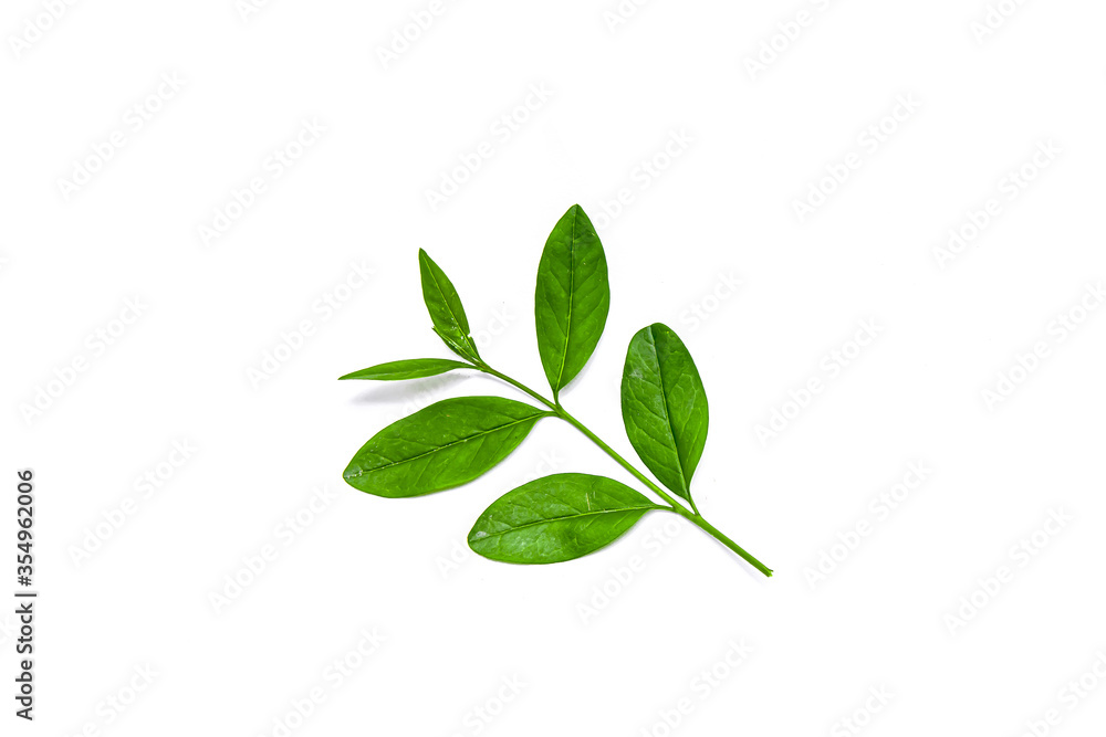 Privet (Ligustrum vulgare) branch isolated in front of white background Privet (Ligustrum vulgare) branch isolated in front of white background