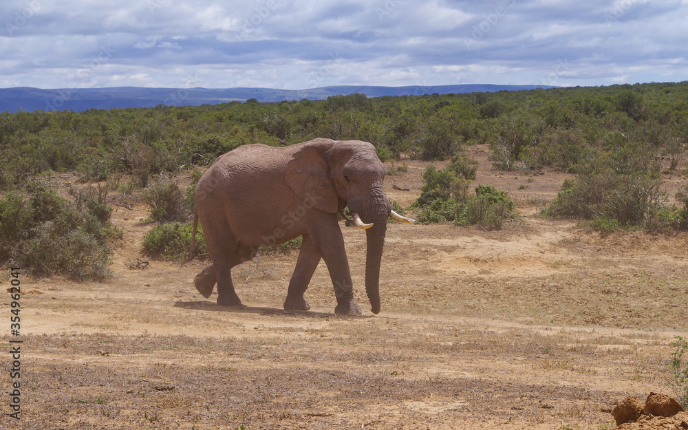 Fototapeta premium Elefanten im Naturreservat im National Park Südafrika