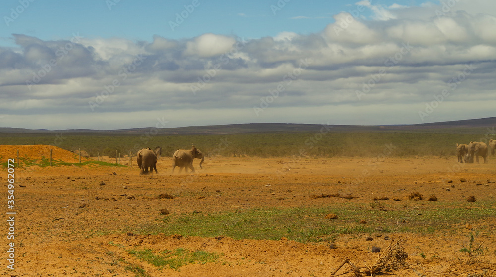 Elefanten im Naturreservat im National Park Südafrika