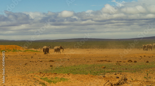 Elefanten im Naturreservat im National Park S  dafrika