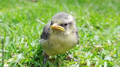 A fledgling Eurasian Blue Tit (Cyanistes caeruleus) on a lawn