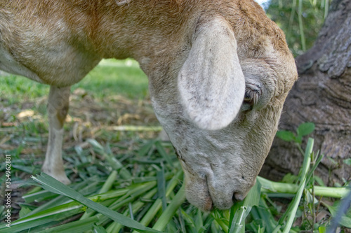 Sheep eating grass  © pangcom