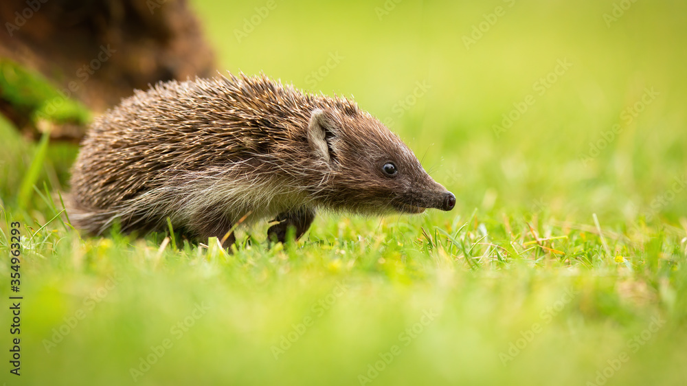 Young northern white-breasted hedgehog, erinaceus roumanicus, walking on meadow with green grass. Brown animal predator with protective bristles going from from side view.