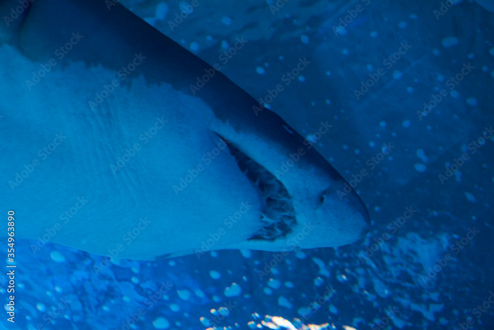 Fototapeta premium Great lone shark in the ocean