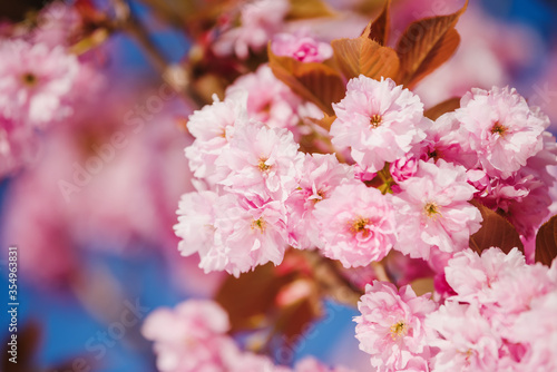pink cherry blossom close up over blue sky
