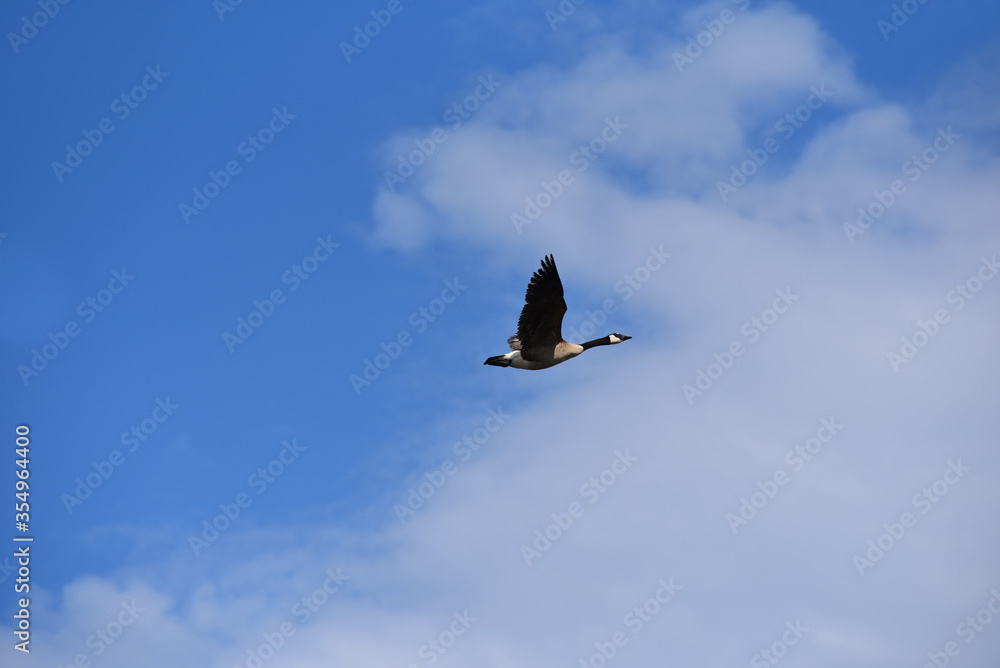 Obraz premium Canadian Goose in Flight Against a Blue Sky
