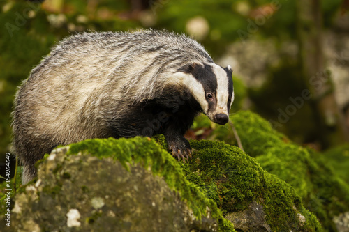European badger, meles meles, walking on rocks with green moss in summer forest. Wild animals with black and white fur climbing on top of slope in wilderness. Mammal moving in nature.