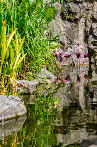 Flamingos birds standing and find food in the lake on summer.