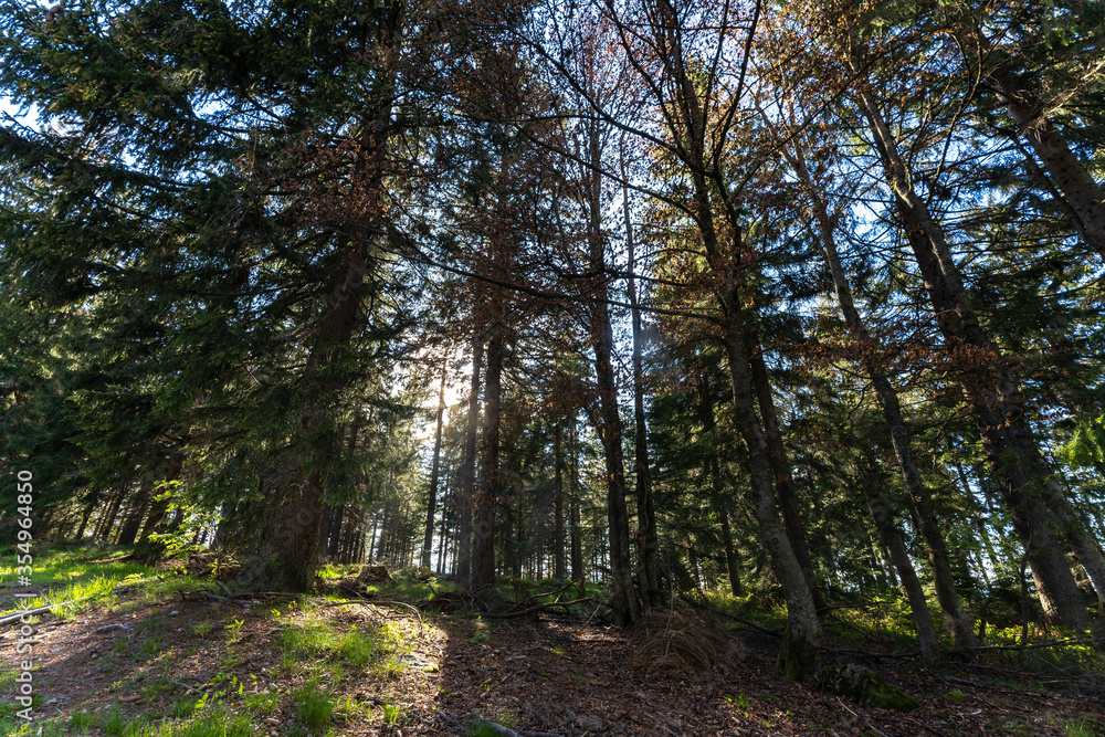 Fototapeta premium Wald mit Sonne im Bayerischen Wald