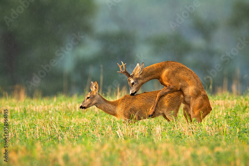 Obraz na płótnie roe deer, capreolus capreolus, buck and doe mating in rutting season on a stubble field. Pair of male and female animal copulating. Courtship of wild mammals from side view. w salonie