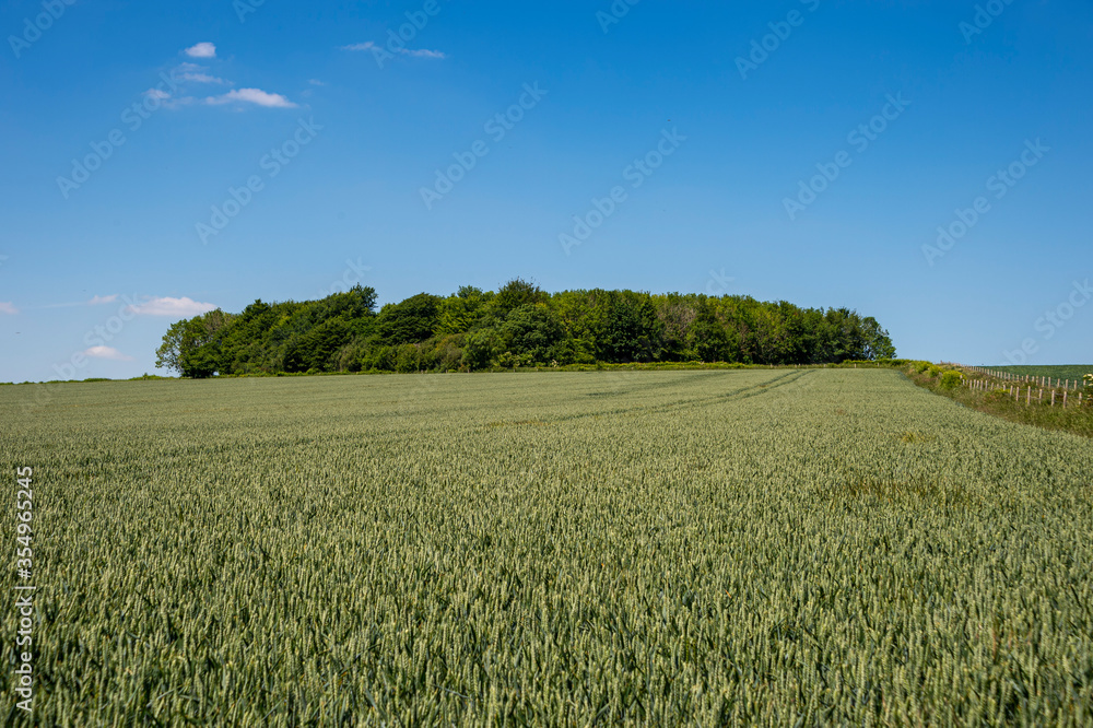 green wheat field with a blue sky green wheat field with a blue sky