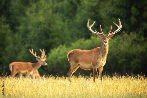 Alert red deer, cervus elaphus, stag with new antlers growing covered in velvet on a meadow in summer at sunset. Attentive male wild animal standing on hay field from side view and facing camera.