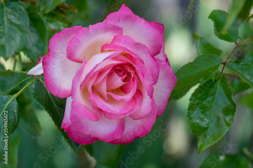 Rose  Rosa sp. 
