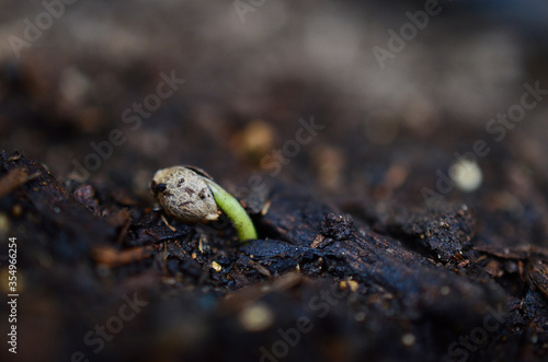 Macro photography of a cannabis seedling emerging from the ground, Medical marijuana seedling growing, germinating seed. Soft focus of seed emerging from soil. Organic hemp seed growing. 