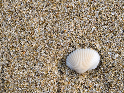 White shell on the sand beach  Background texture