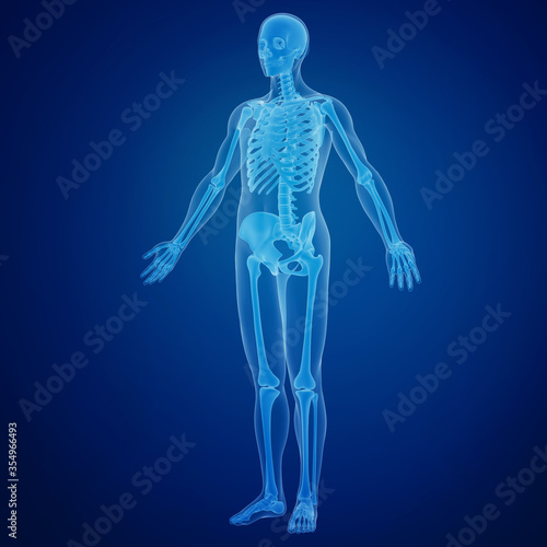 3d rendering of a human skeleton